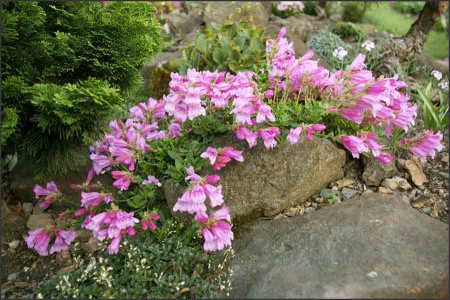 Penstemon ,Six Hils,